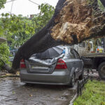 A car under a fallen tree, posing potential danger and obstructing the vehicle's movement.