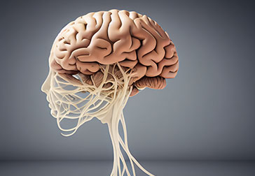 3D model of a brain, showcasing intricate details and structures.